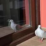Colori